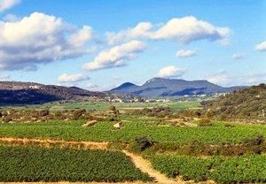 Vignes au pied du Larzac